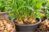 Trồng gừng phong thủy: 5 mẹo giúp cây đẻ nhiều nhánh, củ to, sai củ