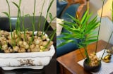 Trồng gừng phong thủy: Nên trồng trong đất hay trồng thủy sinh?