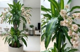 Cách trồng cây thiết mộc lan ra hoa, gia chủ nên lưu ý những gì?
