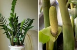 Cách trồng cây Kim Tiền trong chậu mầm lên tua tủa, nhanh ra hoa