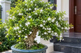 Cách trồng cây Mai Chiếu Thủy trong chậu xanh tốt, nở hoa trắng xóa