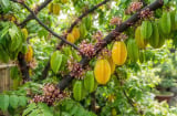 Có nên trồng khế thẳng trước cửa nhà?