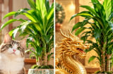 Con giáp nào thích hợp trồng thiết mộc lan phong thủy?