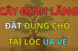 2 vị trí trồng đinh lăng hút tài lộc vào nhà