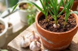 Cách trồng tỏi nhanh lớn, củ căng tròn