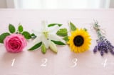 Chọn một trong 4 bông hoa bạn thích nhất: Khám phá điều bạn đang cần nhất trong cuộc sống