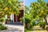 Trồng cây khế phong thủy nên để sau nhà hay trước nhà sẽ vượng khí hơn?