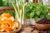 Cách đuổi muỗi bằng nguyên liệu tự nhiên sẵn có, đơn giản mà hiệu quả