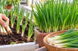 Cách trồng hành lá mùa đông nhanh lên, lá xanh mướt, cắt rồi lại mọc