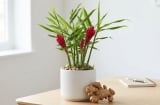 2 vị trí tốt trồng gừng giúp hút tài lộc vào nhà