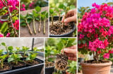 Cách trồng hoa giấy bằng cành: Làm đúng 5 bước này, cây nhanh ra rễ, lớn khỏe, sớm bung hoa