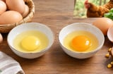 Trứng gà lòng đỏ màu nhạt thì ngon bổ hơn màu đậm, có đúng không?