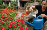 Cách pha nước tưới hoa kích nụ ra hoa liên tục