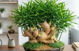Cách trồng gừng bonsai phong thủy xanh mướt, mầm đâm tua tủa