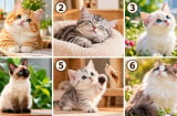 Chọn 1 chú mèo cưng bạn thích nhất