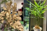 Tại sao nhiều người thích trồng gừng phong thủy trong nhà?