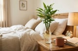 Vì sao nên đặt 1 bình gừng thủy sinh ở đầu giường