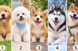 Bạn thấy chú chó cưng nào đáng yêu nhất?