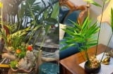 Cách trồng gừng thủy sinh hút tài lộc cho dân công sở