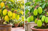 Nên chọn khế chua hay khế ngọt khi trồng trong chậu phong thủy?