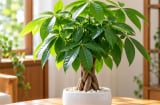 Trồng cây kim ngân tốt phong thủy cho người tuổi nào?