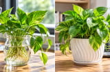 Trồng cây trầu bà phong thủy cho bàn làm việc nên trồng thủy sinh hay trồng đất?