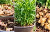 Cách trồng gừng trong chậu tại nhà để nhiều nhánh, nhiều củ, củ to mập