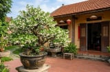 Cách trồng Mai Chiếu Thủy bung hoa trắng xóa, lá tươi tốt quanh năm