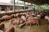 Giá heo hơi hôm nay 15/10: Tiếp tục giảm, nhiều nơi chạm mốc 50.000 đồng/kg