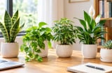 Cách chọn cây cảnh để bàn cho người hay nóng nảy