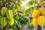 Cây khế chua hay ngọt mang ý nghĩa phong thủy tốt hơn?