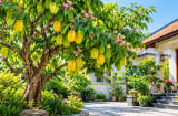 Nên trồng cây khế ở vị trí nào?