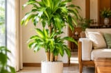 Tuổi con giáp phù hợp khi trồng cây cảnh thiết mộc lan