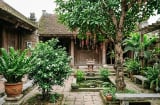 3 loại cây trồng trước cửa nhà dễ phất, 1 loại cần nhổ bỏ ngay