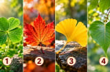 Chọn 1 chiếc lá bạn ấn tượng nhất để xem điều gì đang giúp bạn giàu có thêm