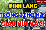 Cây đinh lăng trấn giữ của cải đừng trồng linh tinh: 2  vị trí hút tài lộc vào nhà