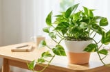 Đặt cây trầu bà ở 4 vị trí này, tài lộc vào nhà không dứt