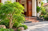  Trồng cây đinh lăng ở vị trí này: Sinh khí vào nhà vừa là cây cảnh phong thủy vừa dùng được hàng ngày