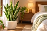 Vì sao nhiều người đặt cây lưỡi hổ trong phòng ngủ? Hóa ra vì cây này rất đặc biệt