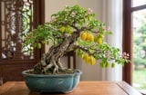 2 người trồng khế lộc càng thêm lộc: Tiền về như nước