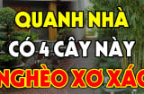 5 loại cây âm không trồng trước nhà: Cây càng xanh người càng lao đao, suy kiệt