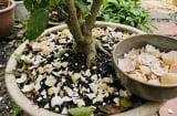 Cách làm phân bón từ vỏ trứng