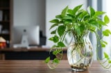 Cách trồng trầu bà thủy sinh xanh mướt, lá to, mầm non tua tủa