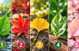 Chọn 1 chiếc lá để xem vận khí xung quanh bạn đang thế nào?