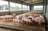 Giá heo hơi hôm nay 19/10: Ba miền đồng loạt đi ngang, thấp nhất 50.000 đồng/kg