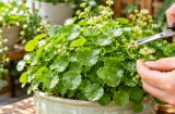 Tại sao nhiều người trồng cỏ đô la phong thủy đến khi ra hoa lại cắt bỏ?