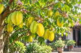 Trồng cây khế thích hợp cho mệnh nào?