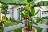 Vị trí trồng cây chuối hút tài lộc vào nhà