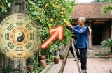 3 vị trí trồng cây khế mời gọi thần Tài, lộc hưởng quanh năm