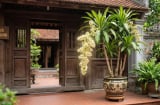 Cách trồng Thiết Mộc Lan ra hoa liên tục, lá xanh mướt quanh năm